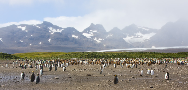 King Penguin Colony